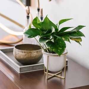 West Elm Eden Cross Base Tabletop Planters - White!